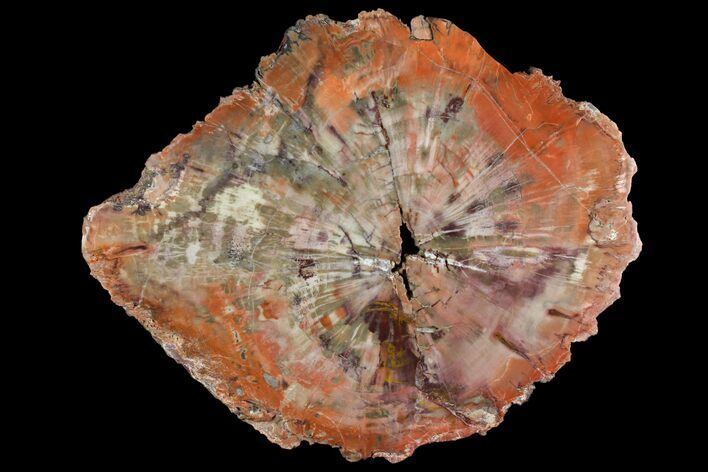 Polished Petrified Wood (Araucaria) Round - Arizona #141387